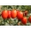 قزم حقل الطماطم "الجرانيت" - تشكيلة متنوعة في وقت متأخر تنتج شركة الفاكهة -  Lycopersicon esculentum - Granit - ابذرة