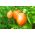 Tomate 'Jokato' - mittelfrühe, Zwerg Freilandtomate, ertragreiche Orangensorte