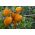 Патуљасти парадајз 'Јокато' - средње рана, продуктивна сорта наранџе -  Lycopersicon esculentum - Jokato - семе