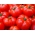 Ντοματίνι ντομάτα "Jutrosz" - πρώιμη, πολύ παραγωγική ποικιλία, ιδανική για χυμούς -  Lycopersicon esculentum - Jutrosz - σπόροι