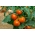 گوجه فرنگی کوتوله "Lolek" - بسیار دیر، انواع نارنجی توصیه می شود برای ذخیره سازی درازمدت -  Lycopersicon esculentum - Lolek - دانه