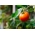 Trpasličí pole rajče 'Lolek' - extrémně pozdě, oranžová odrůda doporučená pro dlouhodobé skladování -  Lycopersicon esculentum - Lolek - semena