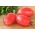 Карликове поле помідор 'Малиновий Босман' - середньорані сорти, рекомендовані для консервів -  Lycopersicon esculentum - Malinowy Bosman - насіння