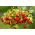 Bezšvové divoké jahody - bohaté na vitamín C a minerály -  Fragaria vesca - semená