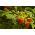 Bezprsté divoké jahody - bohaté na vitamín C a minerály -  Fragaria vesca - semena