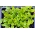 Lettuce 'Bionda a Foglia Liscia' - ditanam untuk daun potong, untuk semua tahun penanaman di rumah - Lactuca sativa - Bionda a Fogglia Liscia - benih
