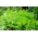 کاهو 'Bionda a Foglia Riccia' - انواع مختلفی برای رشد سریع برگ های برش - Lactuca sativa - Bionda a Fogglia Riccia - دانه