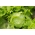 Ицеберг салата 'Квирина' - рана сорта поља -  Lactuca sativa - Kwiryna - семе