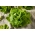 Lada salad 'Modesta' - untuk penanaman di bawah selimut -  Lactuca sativa - Modesta - benih