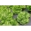 Lehtsalat - Nansens' Noordpool - Lactuca sativa - Nansens' Noordpool - seemned