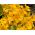 BIO Grădină nasturtium - amestec varietate de culori - semințe organice certificate; Cress indian, călugărița cress -  Tropaeolum majus