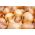 Лук репчатый - Stuttgarter Riesen - 100 грамм -  Allium cepa - семена