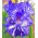 Blauwe lis - Batik - Iris germanica