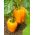 Tatlı portakal 'Etüt' biberi - 10 g -  Capsicum annuum - tohumlar