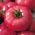 ביו עגבניות 'Faworyt' - זרעים אורגניים מאושרים -  Lycopersicon esculentum