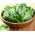 Шпинат 'Матадор' - 500г -  Spinacia oleracea - насіння