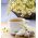 BIO Ārstniecības kumelīte -  Matricaria chamomilla - sēklas