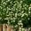 BIO Heřmánek - certifikovaná organická semena; Italská heřmánek, heřmánek německý, heřmánek maďarský, heřmánek divoký, voňavý majáček -  Matricaria chamomilla