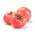 BIO Tomato 'Faworyt' - benih organik bersertifikat -  Lycopersicon esculentum - biji