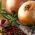 Vöröshagyma - Wolska - kezelt magvak - Allium cepa - magok