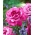 ורד גדול עם פרחים - ורוד בהיר (פוקסיה) - שתיל עציצים - 