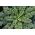 BIO Kale "Westlandse Herfst" - semences certifiées biologiques - 