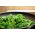BIO Kale "Westlandse Herfst" - זרעים אורגניים מוסמכים - 