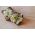 БИО Ростки семян - брокколи "Рааб" - сертифицированные органические семена - 