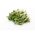 Semi BIO Sprouting - Ravanello Daikon - semi biologici certificati; ravanello bianco, ravanello invernale, ravanello orientale, ravanello bianco lungo - 