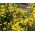 パームスプリングスデイジーの種子 -  Cladanthus arabicus  -  320種子 - シーズ