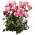 Buskros - hvid-pink - potteplante - 
