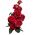 Vrtnica z velikimi cvetovi - rdeče sadika - 