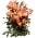 Arbusto rosa - naranja - plántulas en maceta - 