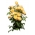 Buskrosa - gul - potteplante - 