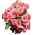 Садовая многоцветковая роза - розовая - горшечная рассада - 