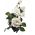 Veľkokvetá ruža - biela - črepníkové sadenice - 