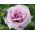 Piantina a fiore grande rosa - viola - in vaso - 