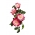 Storblomsteret rose - lyserød-hvid - potteplante - 
