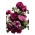 Rosa de flor grande / multi flor - branco manchado de carmesim - mudas em vasos - 