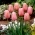 Tulipe Menton - paquet de 5 pièces - Tulipa Menton