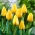 Tulipano Golden Apeldoorn - pacchetto di 5 pezzi - Tulipa Golden Apeldoorn