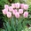 Tulipa Shirley - Tulip Shirley - 5 bulbs