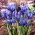 Set 7 - Dwarf netted iris - 80 stk; golden netted iris - 