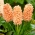 Hiacintes - Gipsy Queen - 3 gab. Iepakojums - Hyacinthus