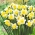 Narcissus Golden Echo - Daffodil Golden Echo - 5 βολβοί