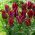 Tulipa Lasting Love - pacote de 5 peças