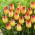 Tulipa Suncatcher - Tulip Suncatcher - 5 lampu