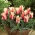 Tulipa土耳其快乐糖 - 郁金香土耳其快乐糖 -  5个电洋葱 - Tulipa Turkish Delight