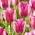 Tulipa Hotpants - pacote de 5 peças