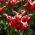 Tulip Elegantná koruna - 5 ks - Tulipa Elegant Crown